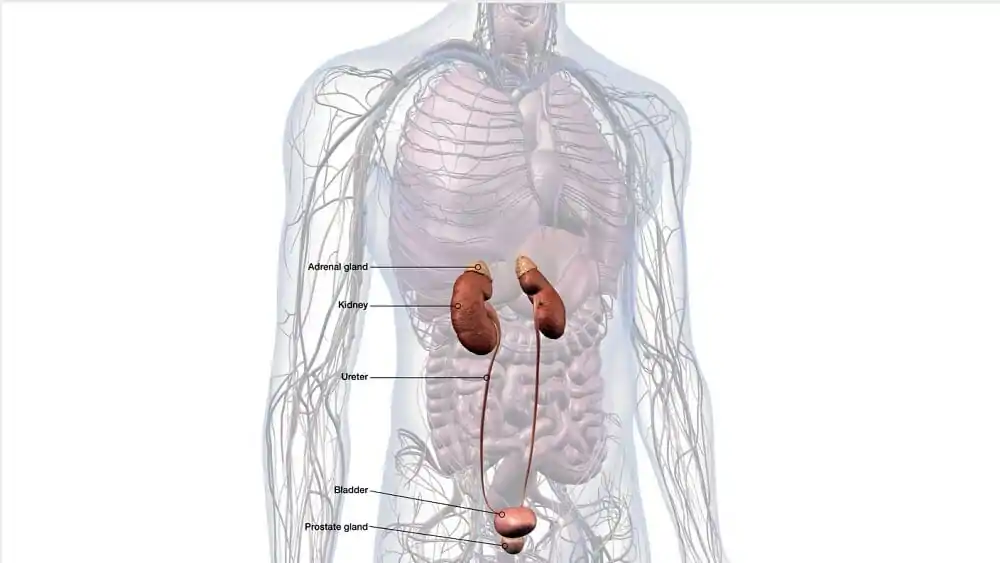 Benign Prostatic Hyperplasia