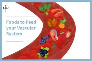 vascular system