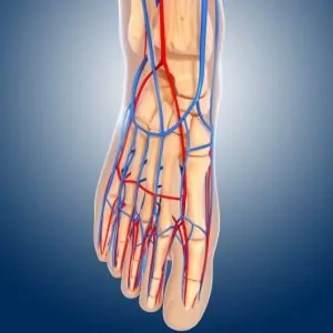 Veins in the feet